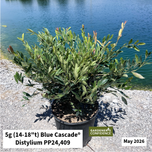 May 2026 5g Blue Cascade Distylium Website